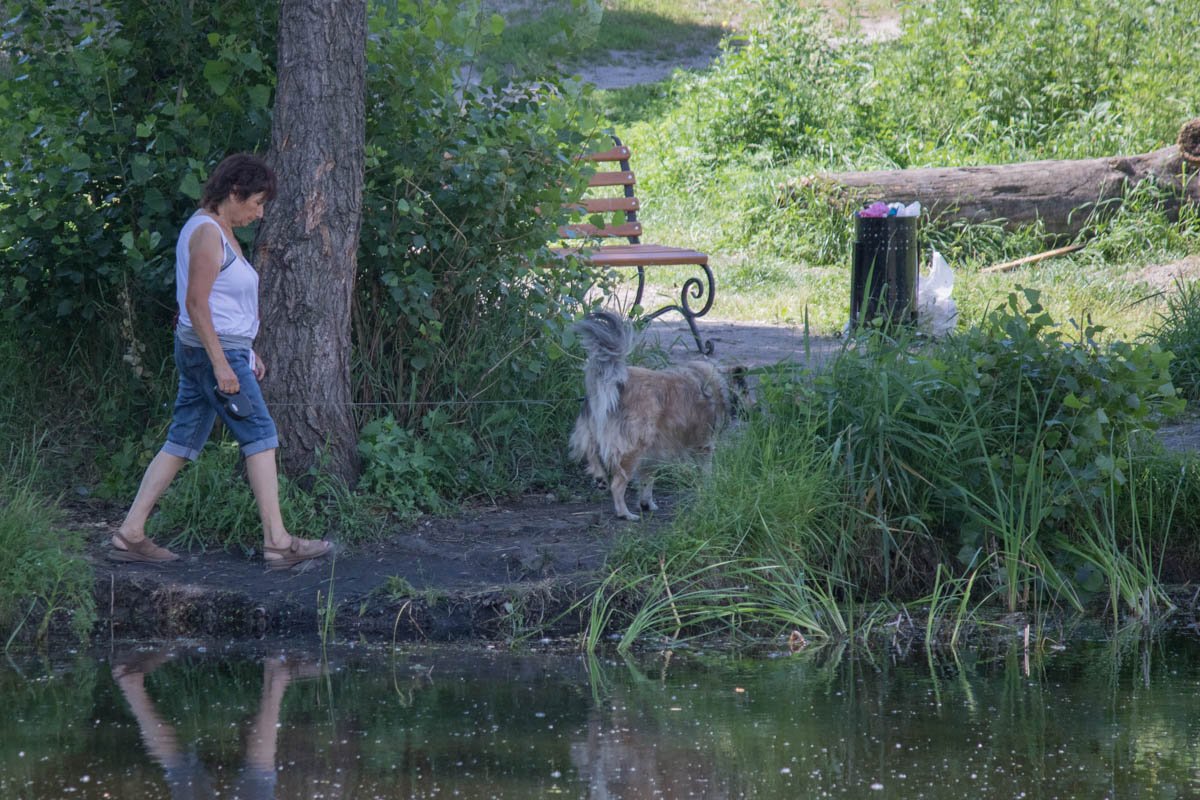Почему бы не выгулять здесь пса Почему бы не выгулять здесь пса