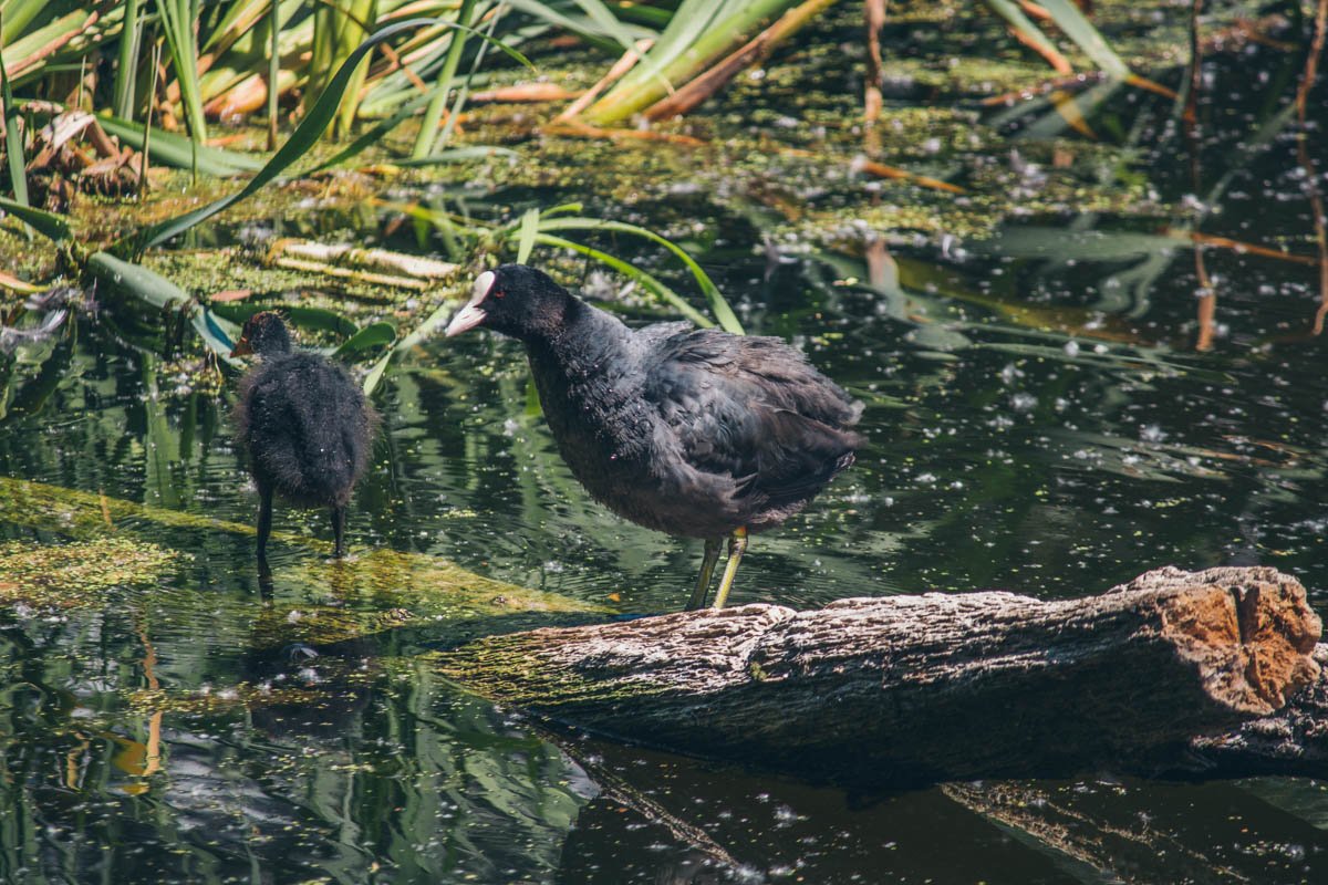 Для природы нет преград Для природы нет преград