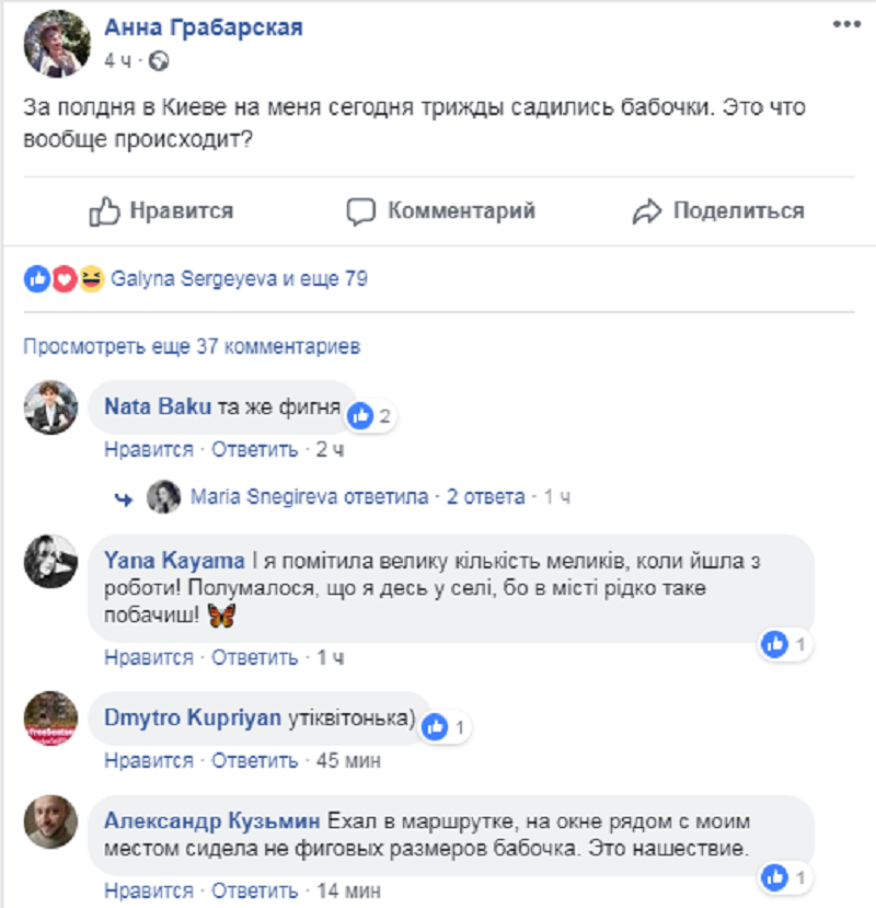 Киев заполонили бабочки: явление бурно обсуждают в соцсетях 1