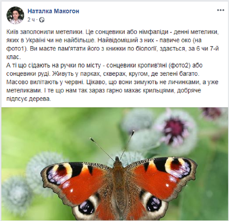 Киев заполонили бабочки: явление бурно обсуждают в соцсетях 4