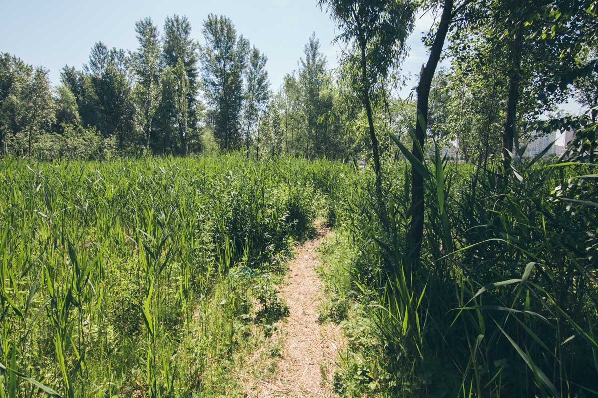 А вот и тропы, проложенные местными для удобства сокращения пути 