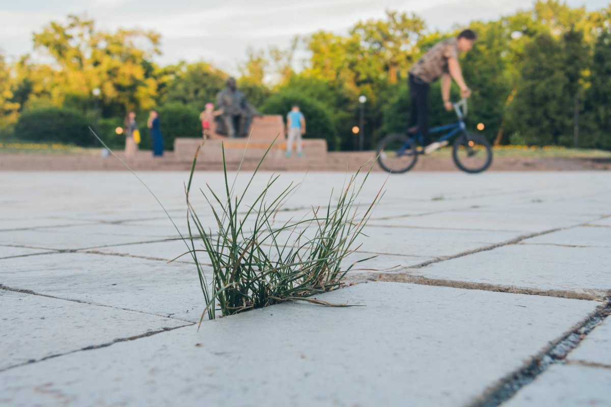 Расти, трава!