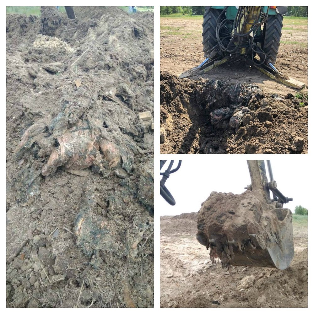 Птичий могильник в Киевской области. Фото: ГПУ