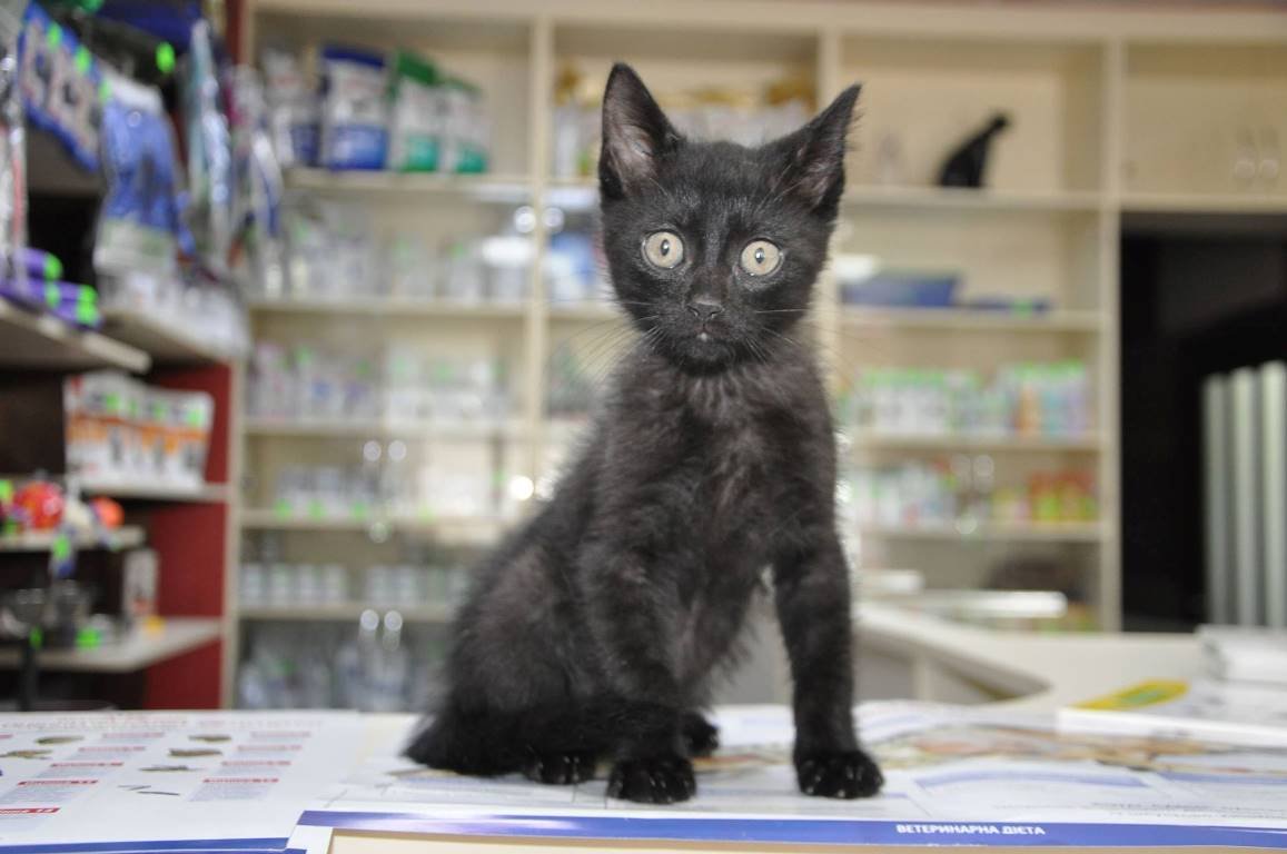 Малыш хочет найти верного друга Малыш хочет найти верного друга