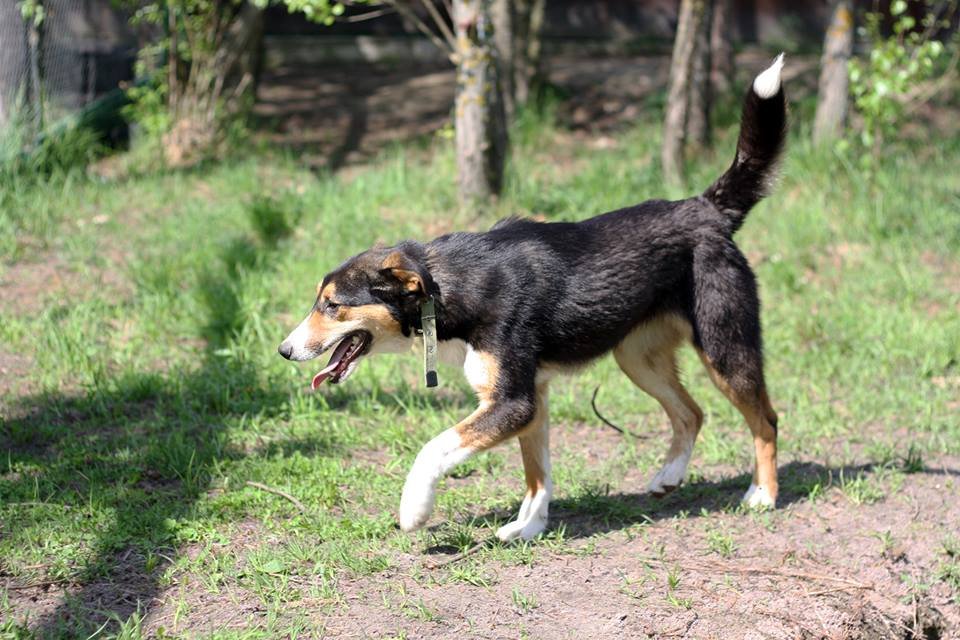 Лапи активная, умная, сообразительная, общительная, имеет способности к обучению Лапи активная, умная, сообразительная, общительная, имеет способности к обучению