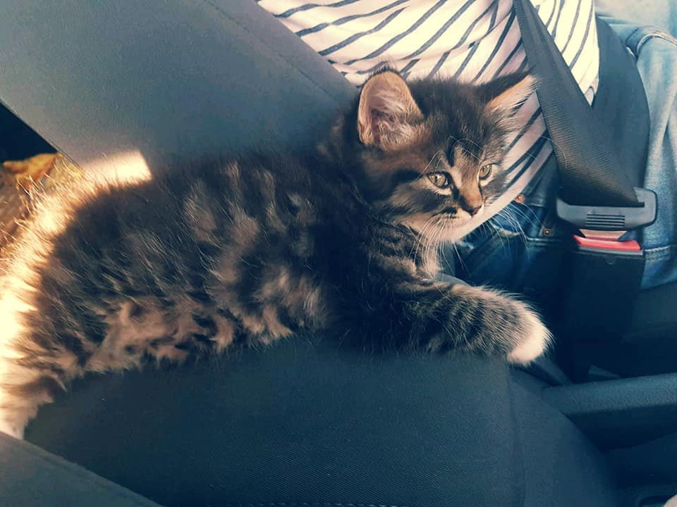 Возможно, Оскару нужны именно вы? Возможно, Оскару нужны именно вы?