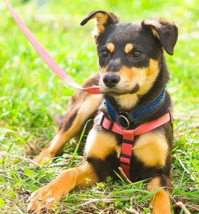 Симпатичная ласковая девчушка с непростой судьбой грустит в приюте Симпатичная ласковая девчушка с непростой судьбой грустит в приюте