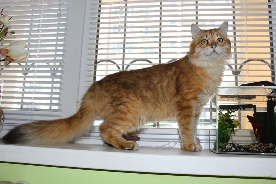 Лео ждет тебя! Лео ждет тебя!