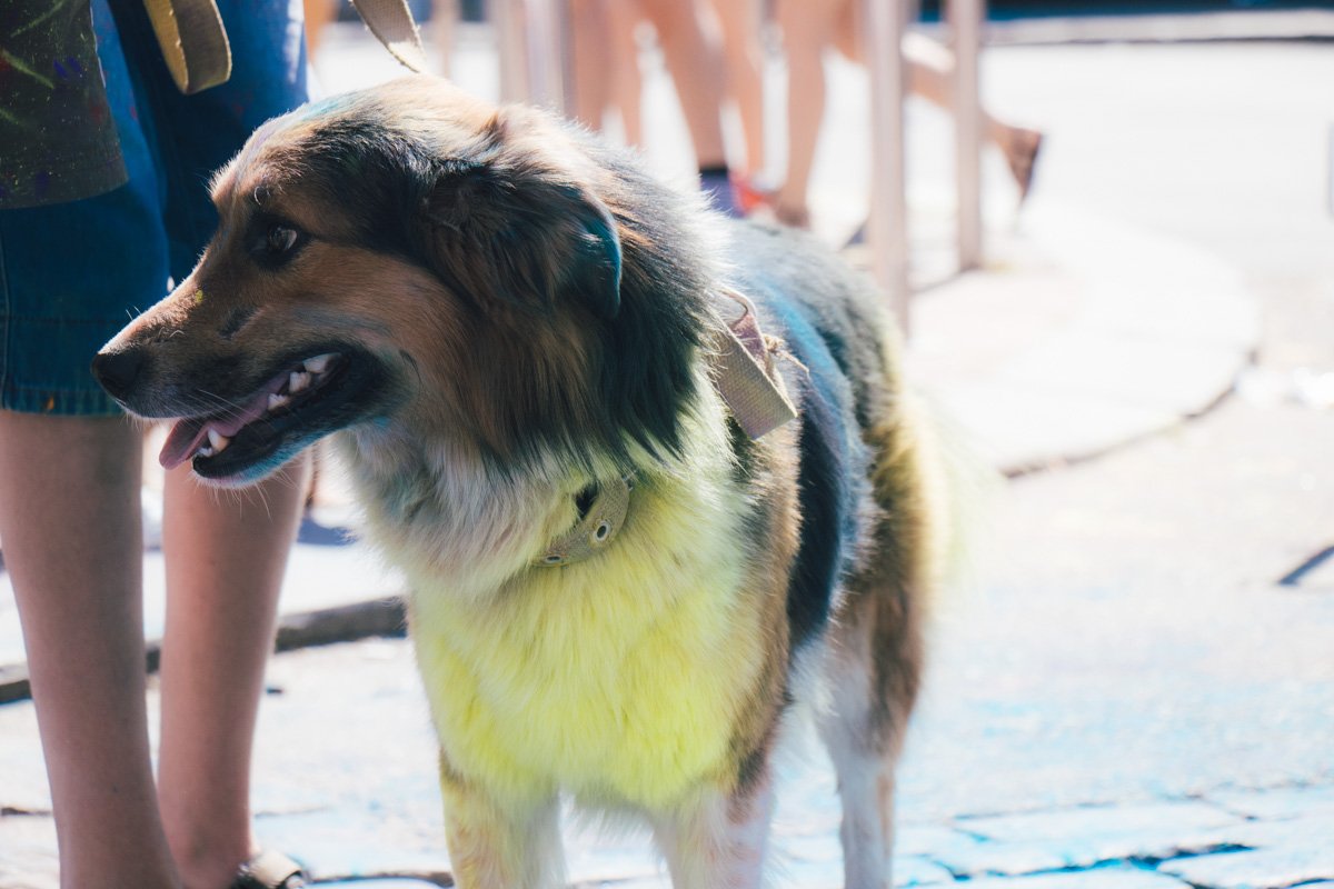 Хозяин, зачем ты так?