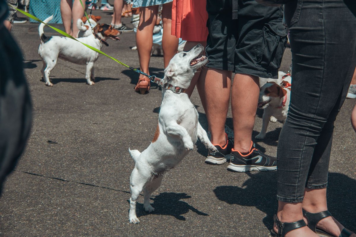 Кто сказал, что собаки не умеют улыбаться? 