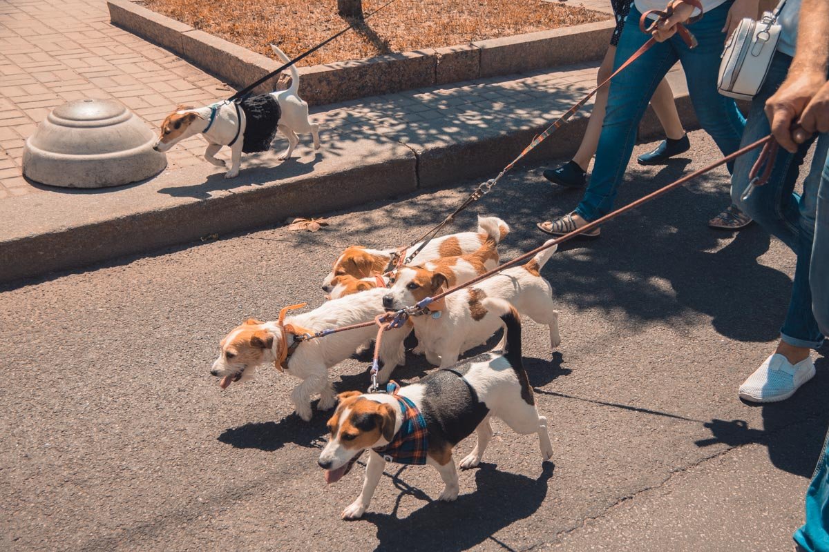 Собак не бывает много!