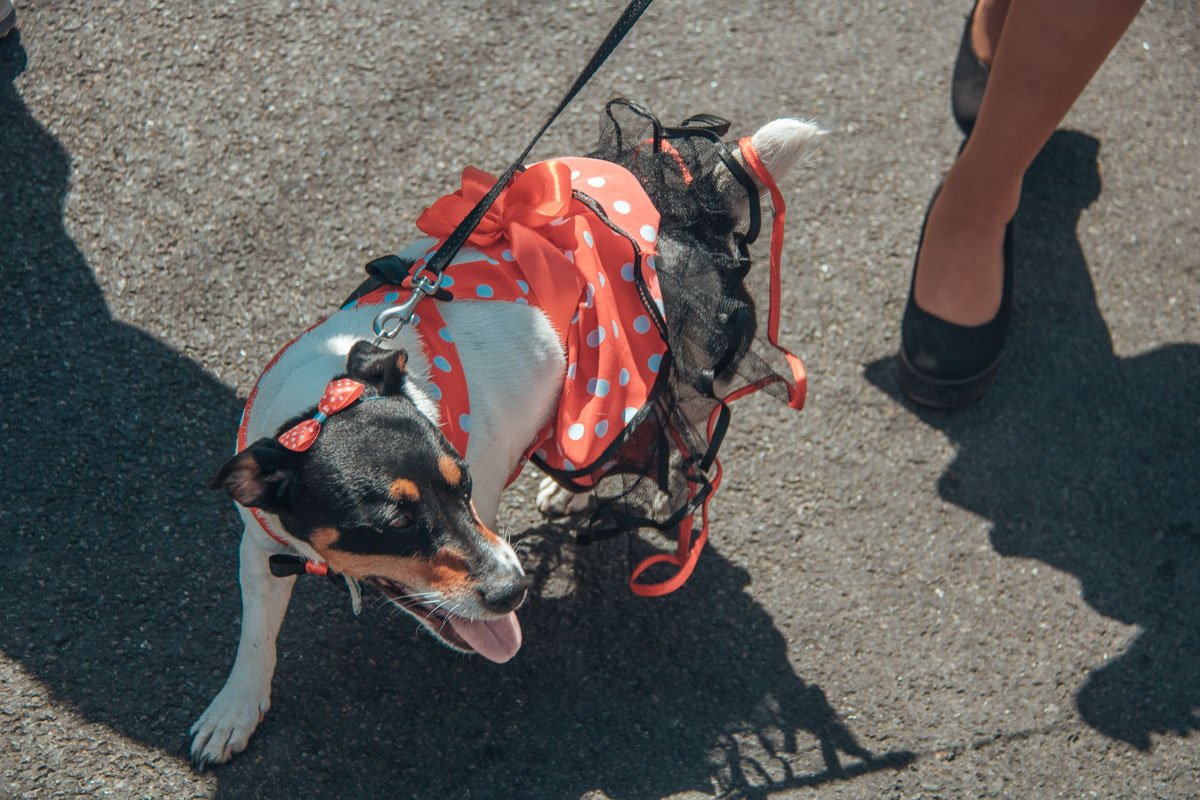 Девочки любят платья! И чем ярче и пышнее - тем лучше!