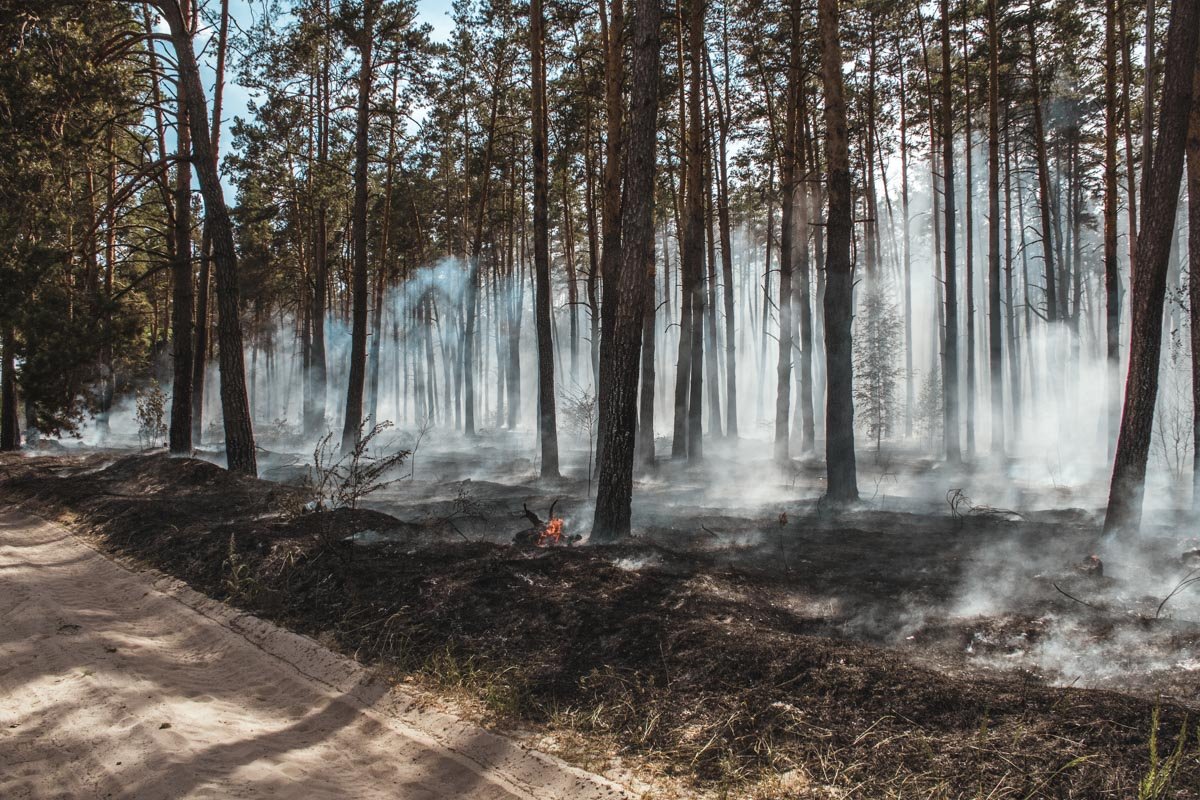 По словам охранника лесного хозяйства, он считает это поджогом - сухую лесную подстилку подожгли подростки