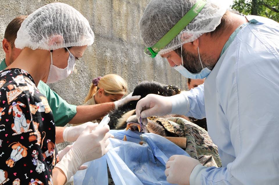 К косолапым специально приехал врач из Днепра