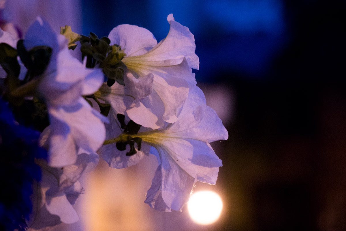 Цветок затаился, как белый призрак Цветок затаился, как белый призрак