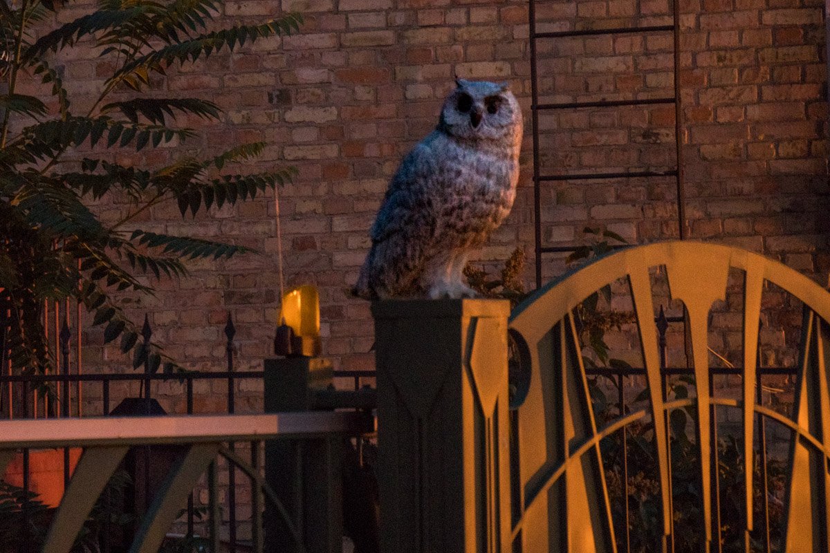 Первый луч, сову не тронь! Первый луч, сову не тронь!