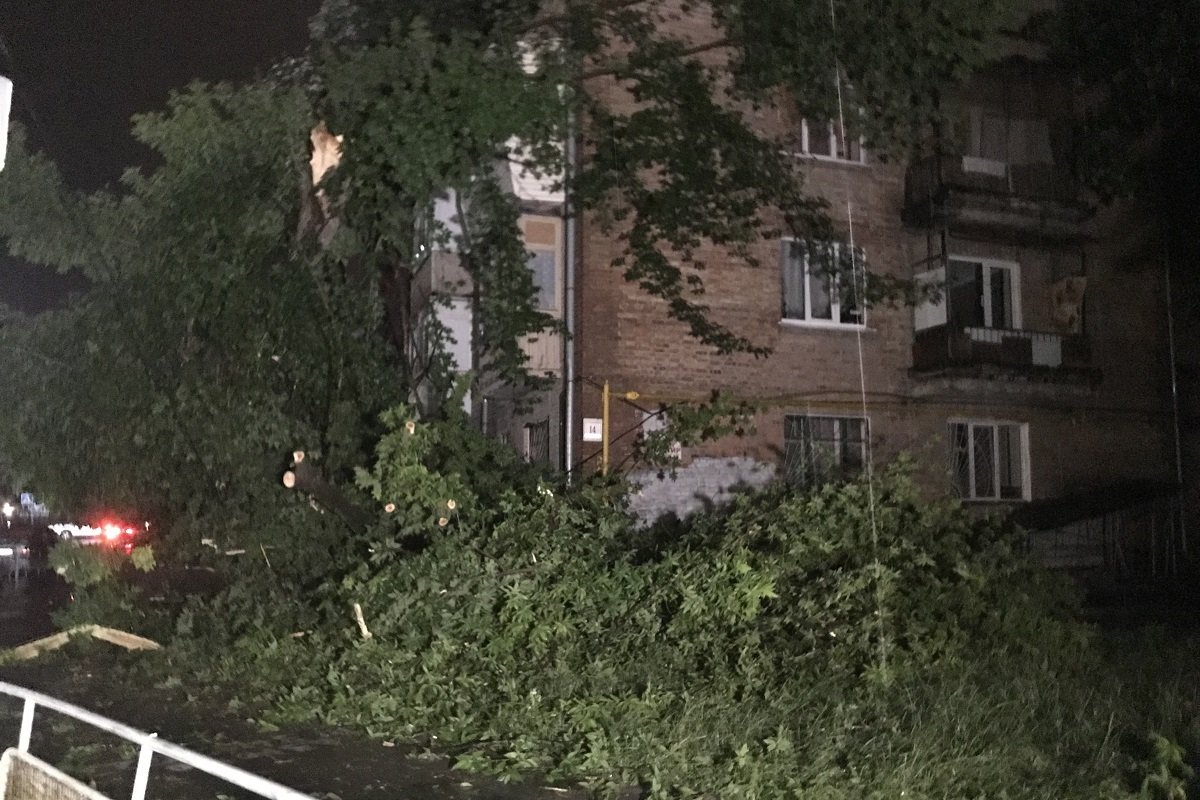 На улице Голосеевской дерево убило женщину