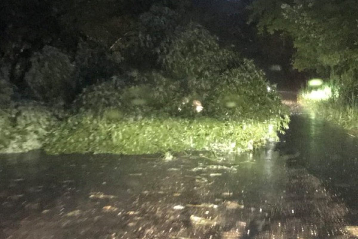 В результате сильного ливня и ветра, на дорогу упало дерево