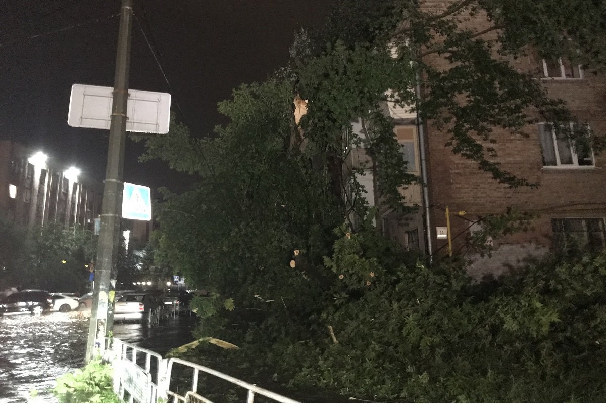 В Голосеевском районе огромное дерево упало на женщину и убило ее