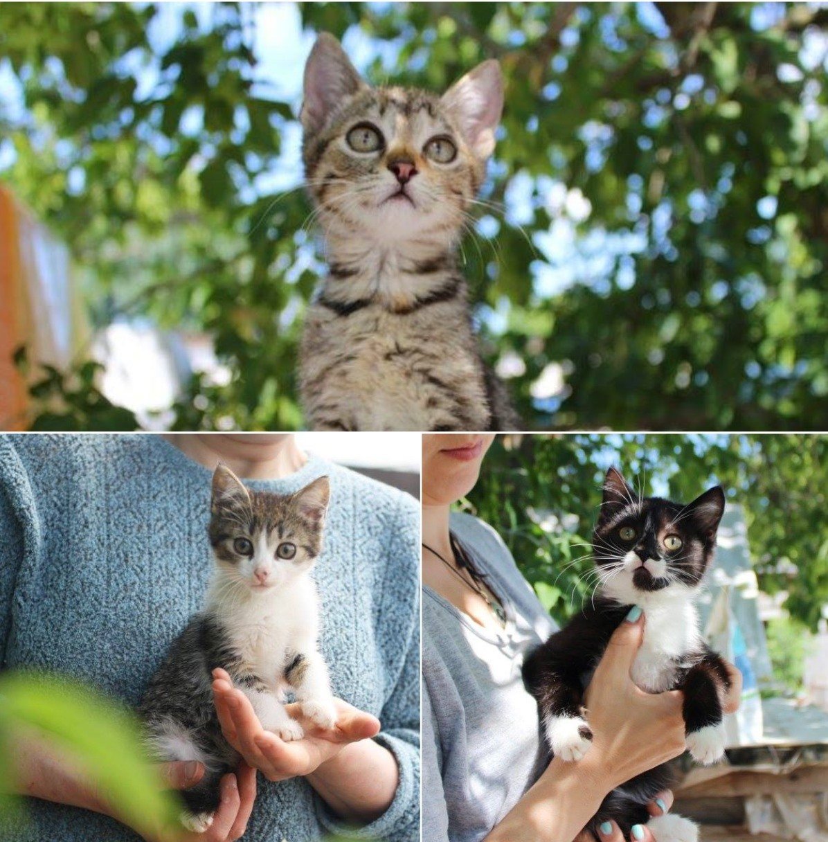 Малышки Камелия, Сирена и Фанта хотят найти семью Малышки Камелия, Сирена и Фанта хотят найти семью