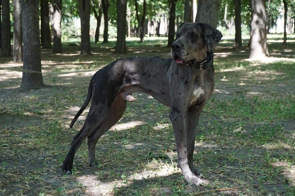 Я так хочу, чтобы меня не предавали. Я стану настоящим другом тебе! Я так хочу, чтобы меня не предавали. Я стану настоящим другом тебе!