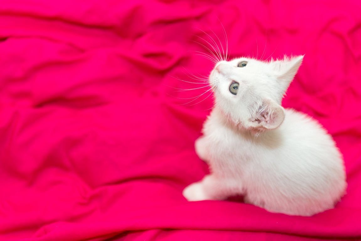 Зефирка чистенькая и здоровая Зефирка чистенькая и здоровая