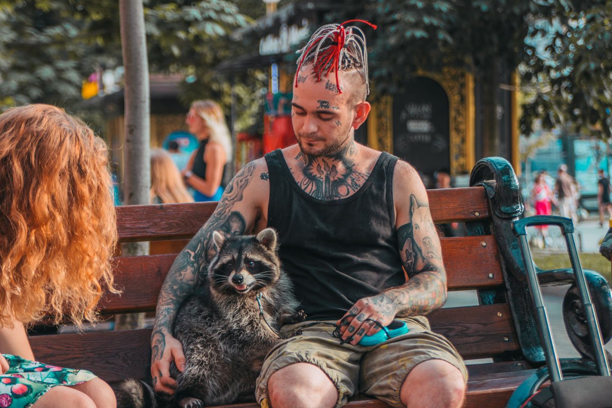 Енот доволен, он в центре внимания