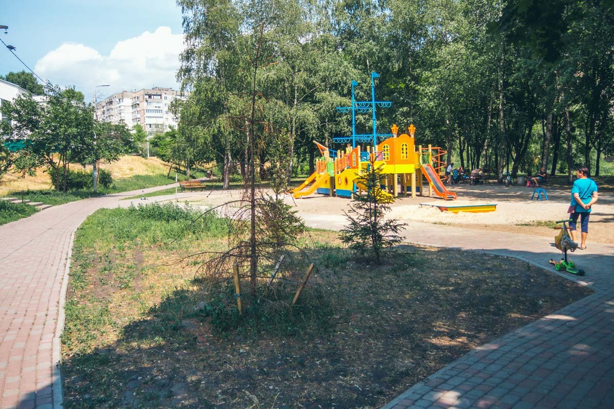 Борьба за жизнь маленькой ели на фоне детской площадки Борьба за жизнь маленькой ели на фоне детской площадки