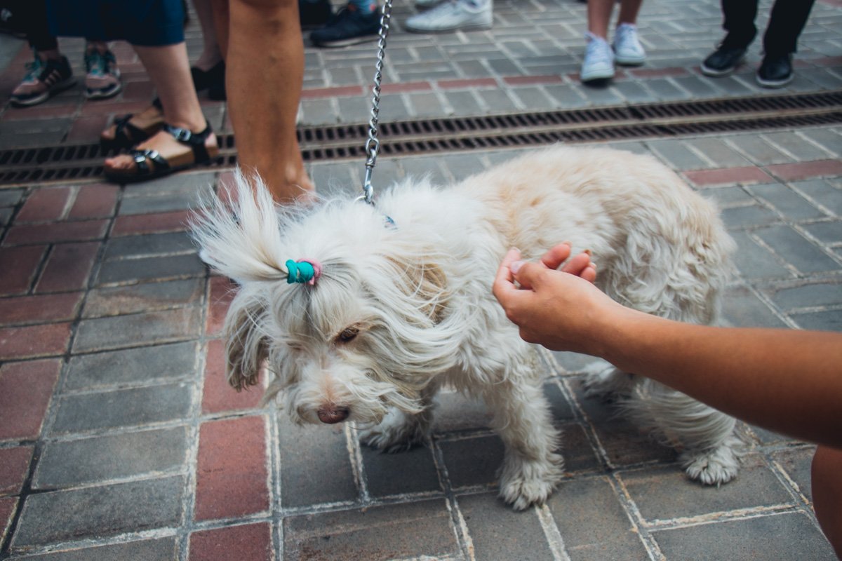 Некоторые взяли с собой и своих домашних любимцев