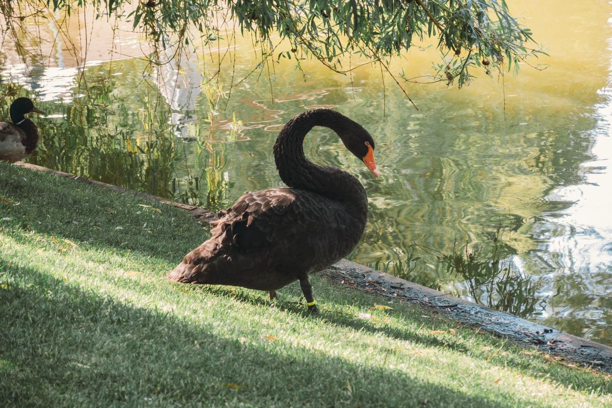 Возле ресторана "Прага" живут черные лебеди 