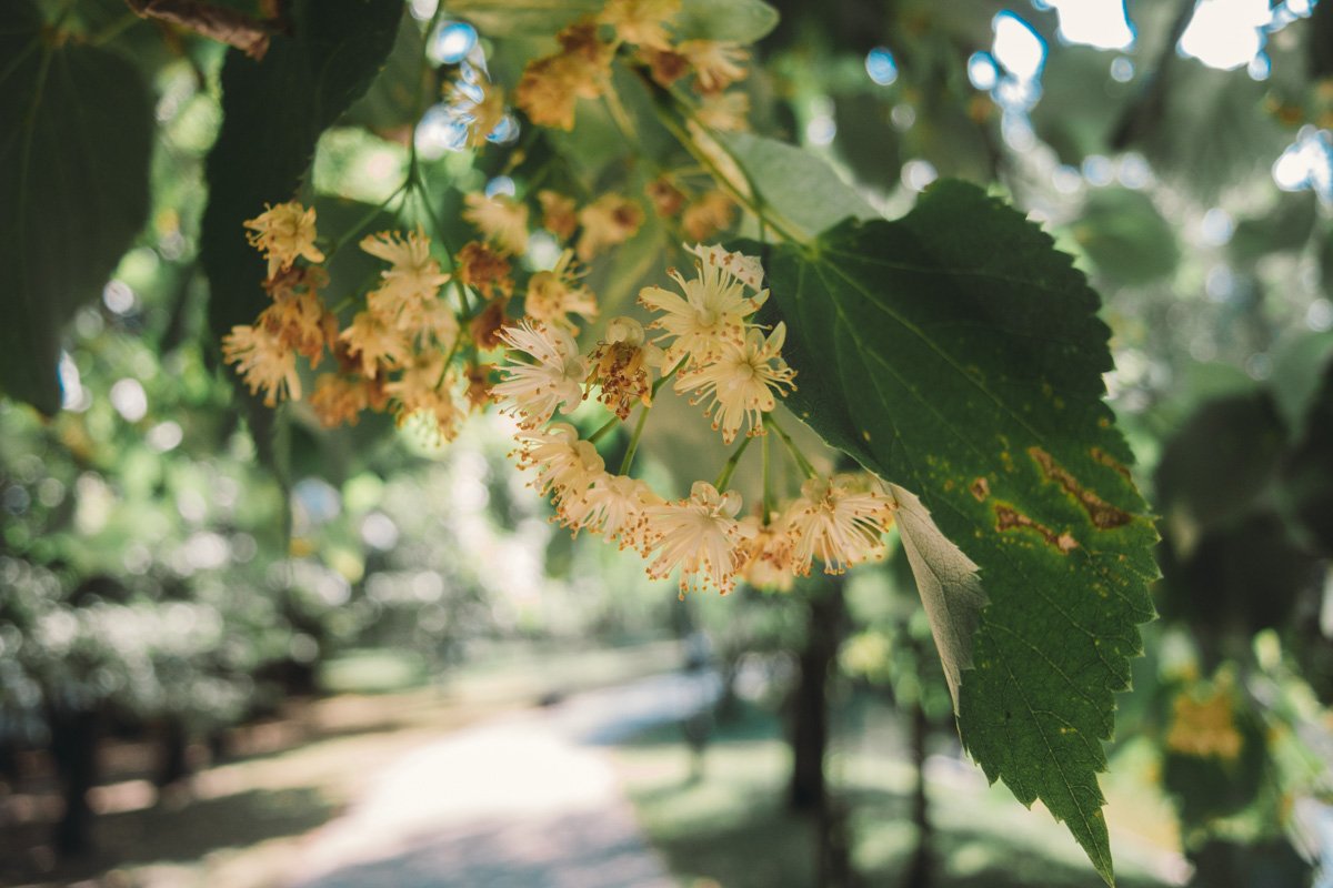 Еще не июль, а липы зацвели 