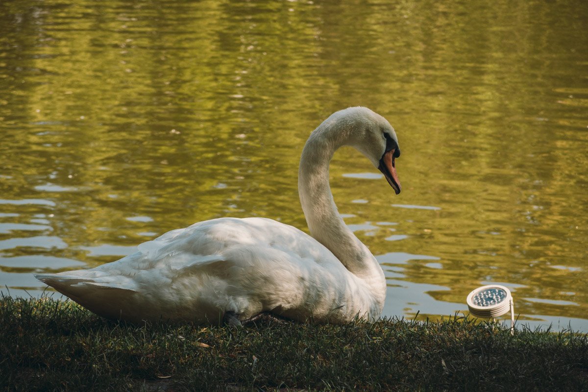 Гордые птицы 