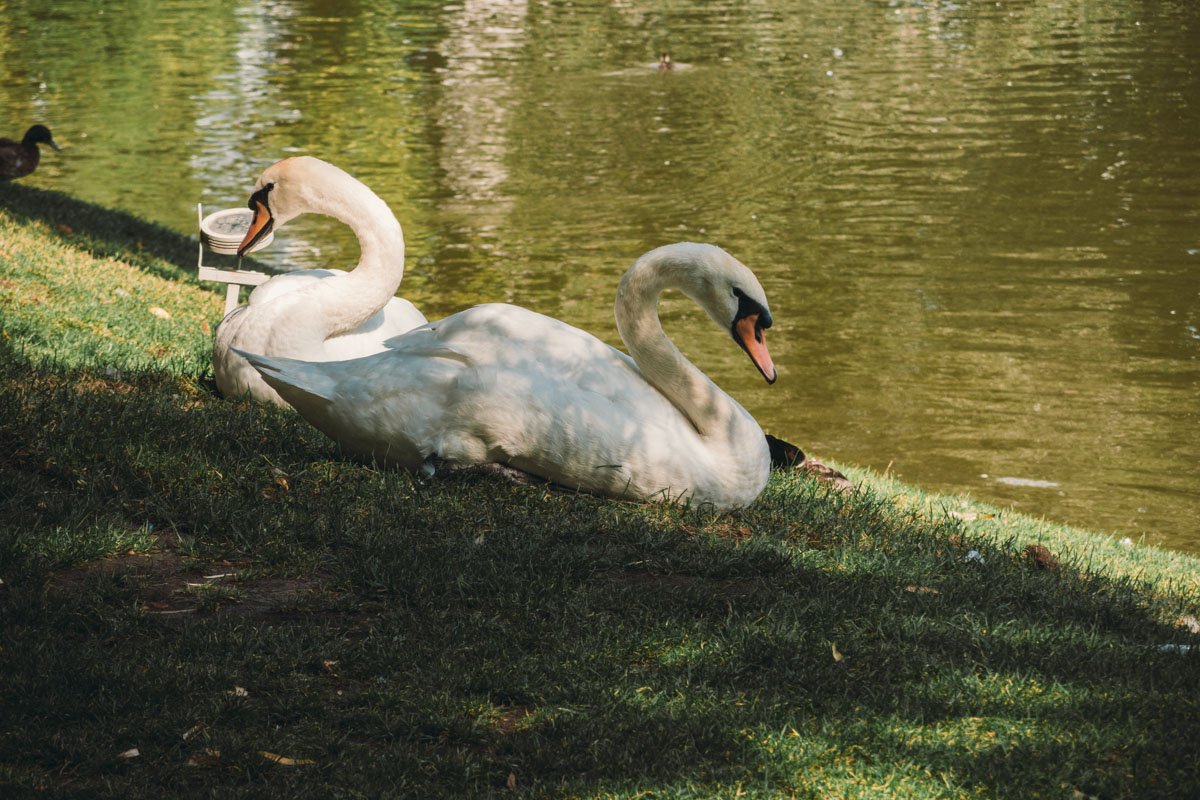 Интересный факт: белые и черные лебеди не "тусуются" вместе