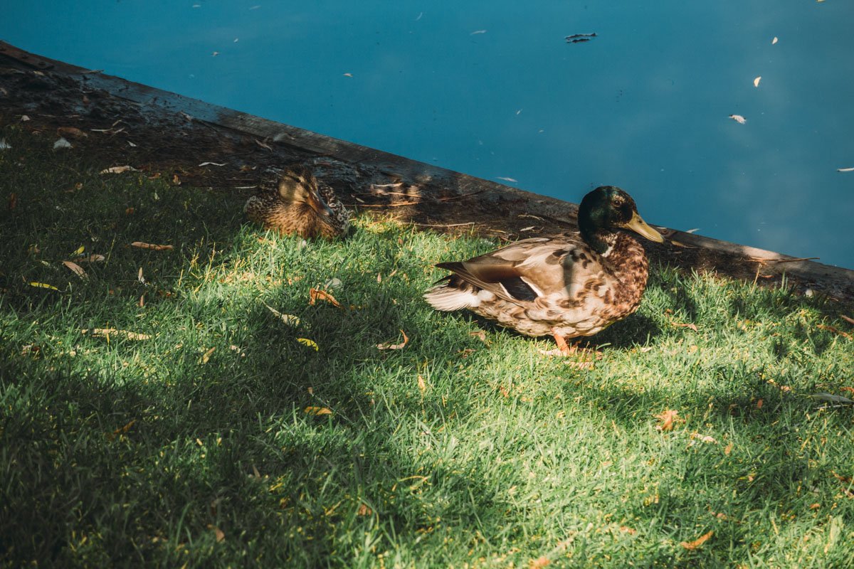 Природа на каждом шагу 