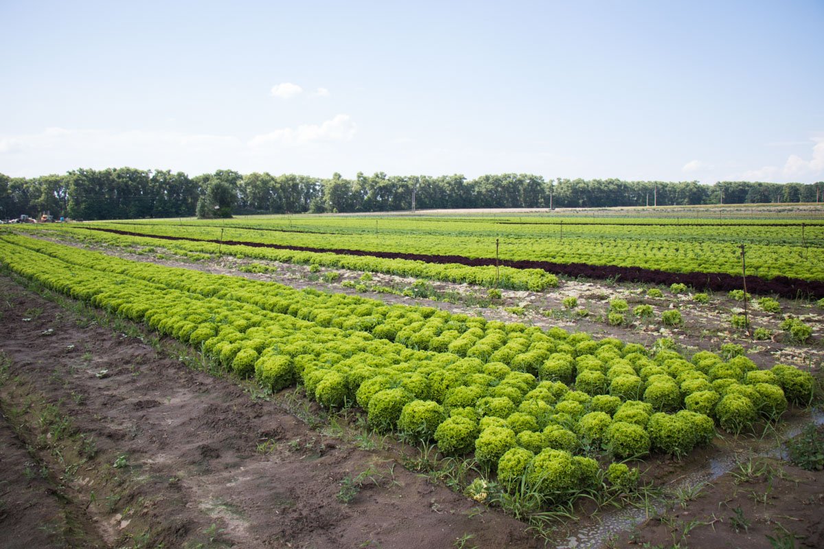 Информатор побывал на ферме, где выращивают разные виды салата для блюд McDonald’s