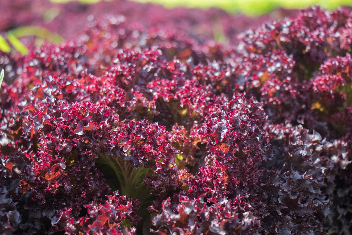 В масштабах 50 гектаров выращивают и собирают листья салата