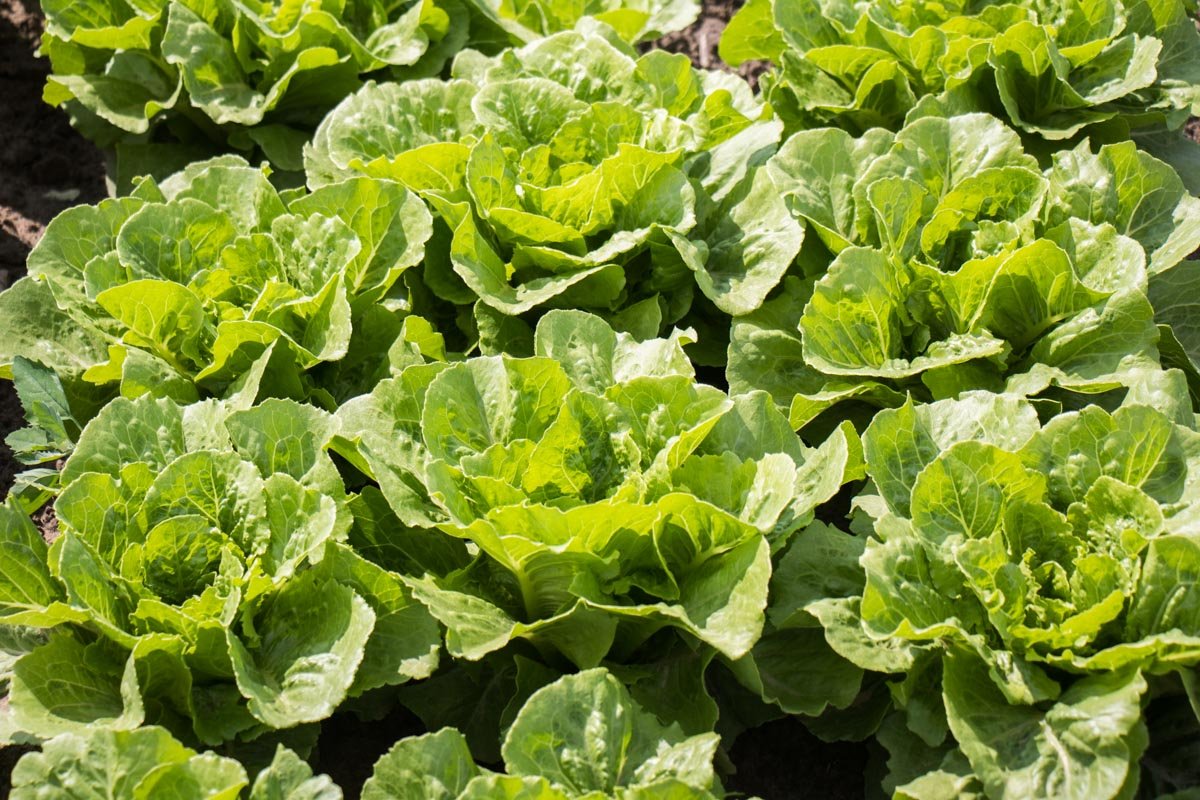 Грунт регулярно удобряют, плоды поливают, потому салат выглядит, как на картинке - сочный и красивый