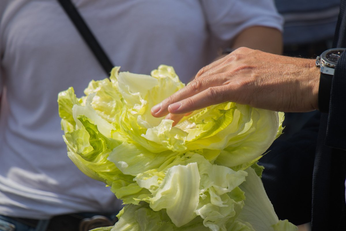 Сезон сбора урожая продолжается с апреля по ноябрь