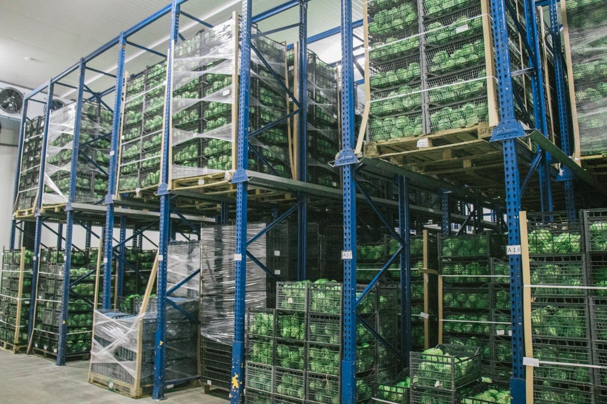 После сбора урожая салат направляют на фабрику возле села Макаров в Киевской области