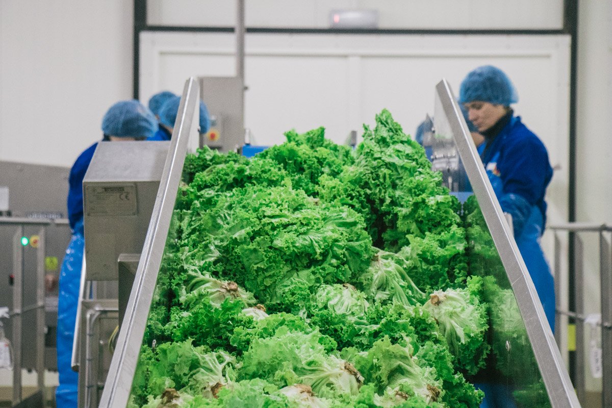 На фабрике плоды обрабатывают, нарезают и фасуют