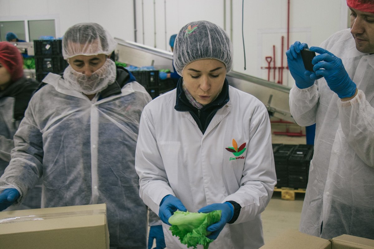 В цехах, где изготовляют салат установлена низкая температура – 2-3 градуса. Это подходящая среда для хранения и обработки листов салата