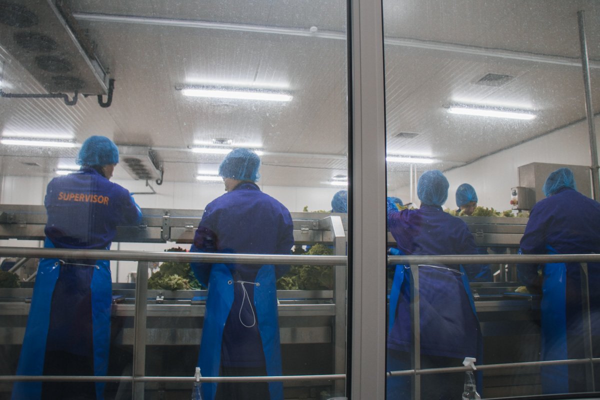 Срок хранения салата Батавия – 7 дней