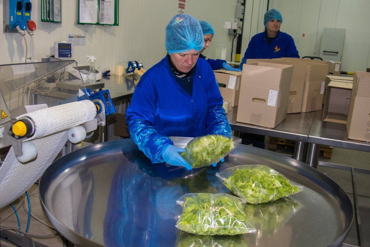 За неделю плоды собирают, обрабатывают, поставляют в рестораны и реализовывают. Если сроки истекли, салат утилизируют