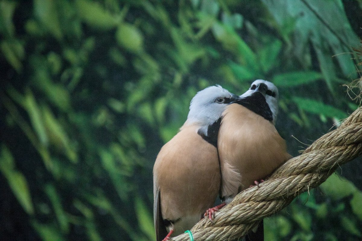 Занятие найдется всем: семьям с детьми, влюбленным парочкам и даже влюбленным птичкам