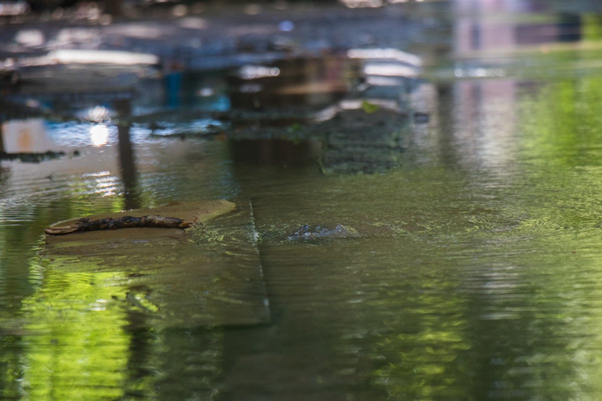 Вода хлещет с самого утра