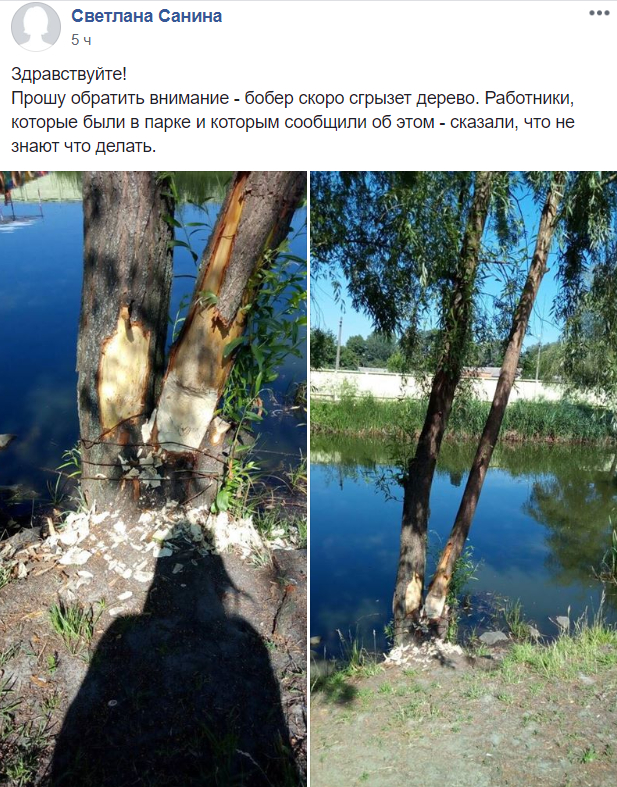 Из-за этого поста бобры оказались в опасности Из-за этого поста бобры оказались в опасности