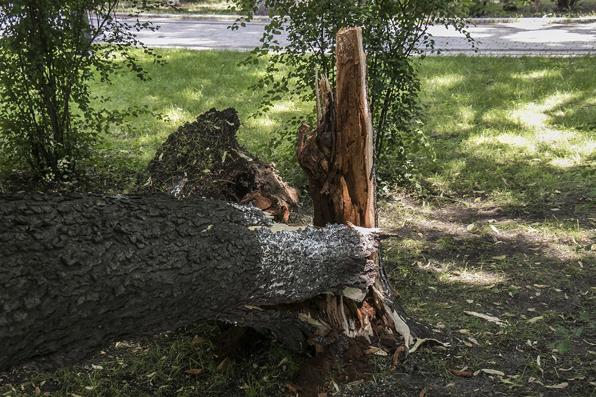 Дерево упало внезапно Дерево упало внезапно