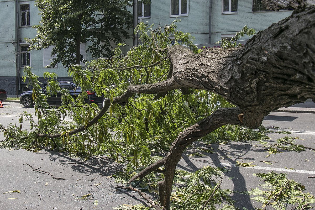 Ветки перекрыли движение транспорта Ветки перекрыли движение транспорта