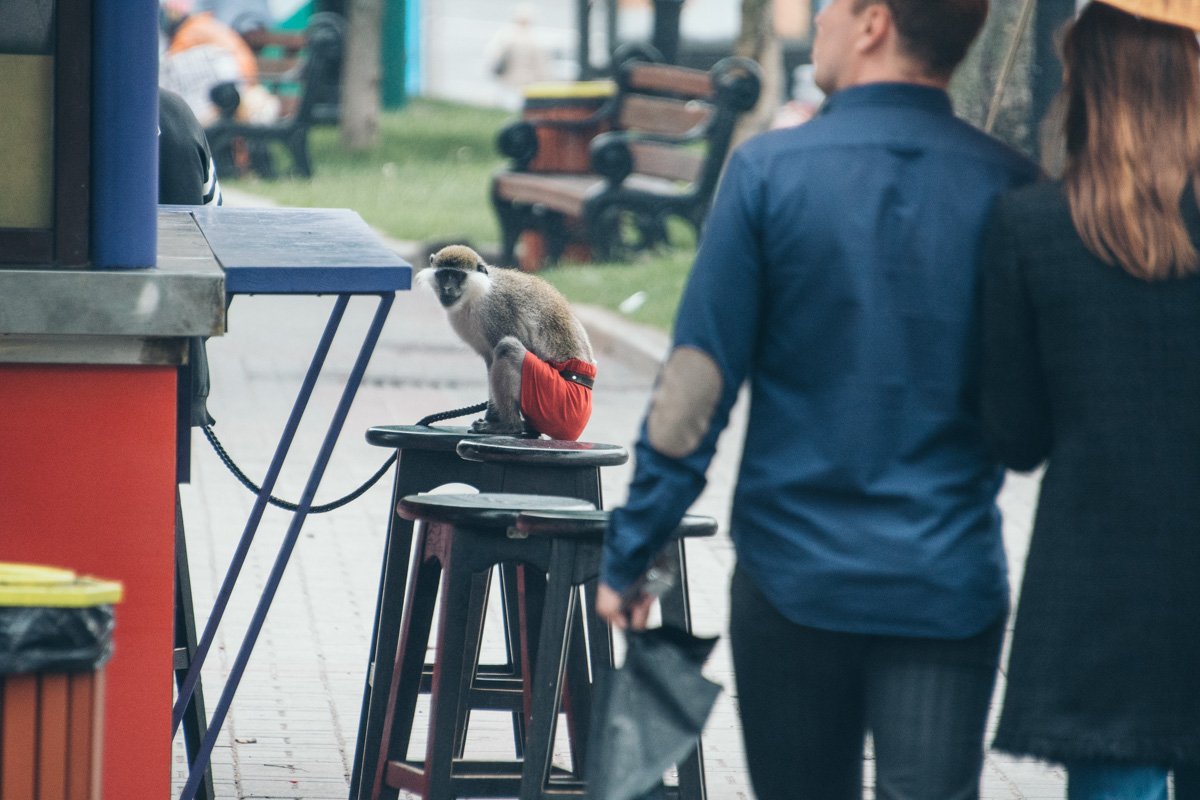 Хочу в жаркую Африку, а не вот это вот все и красные трусы:(