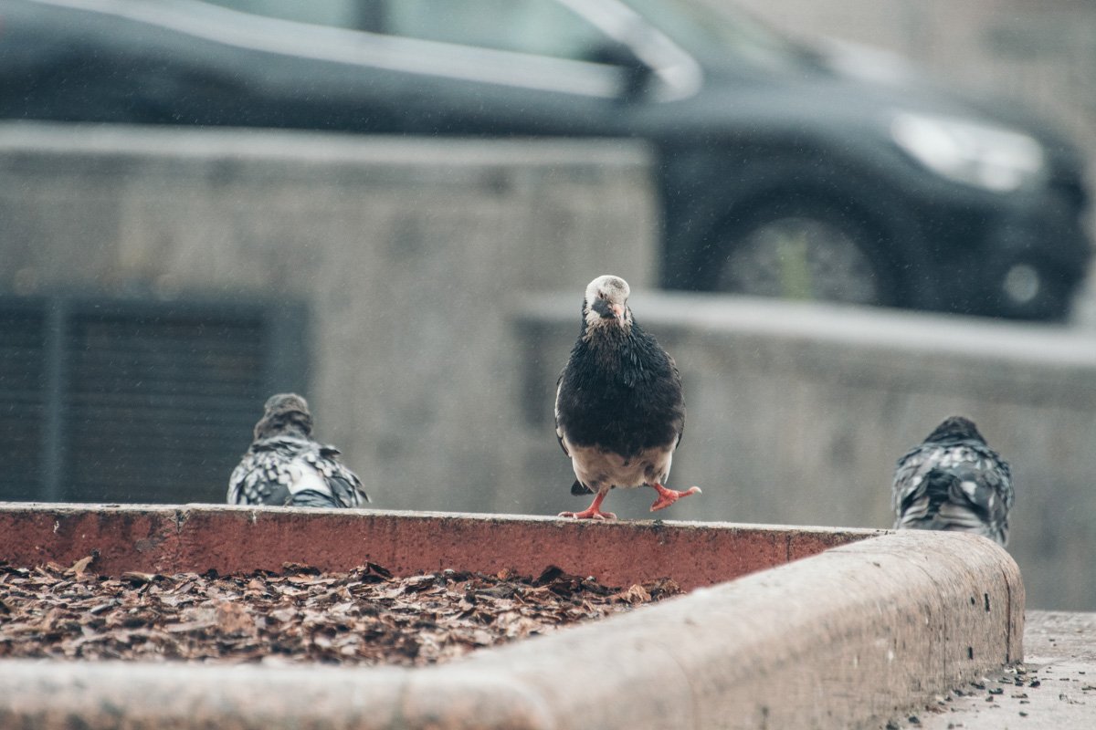 Даже голуби танцуют, чтобы согреться